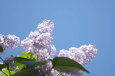 Lilac flowers, Spring bloomingの写真素材