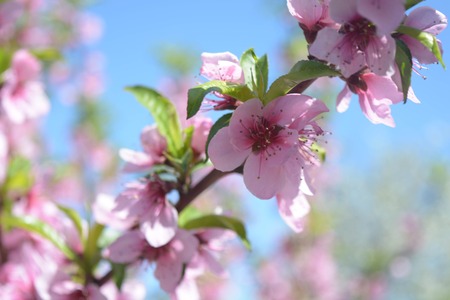 Flowers on a peach branch in a fruit gardenの写真素材