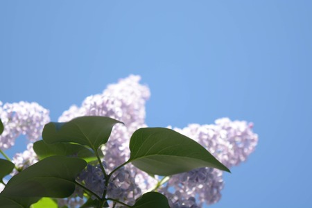 Lilac flowers, Spring bloomingの写真素材