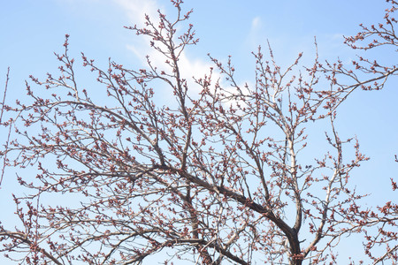 Sprout out trees, spring, natural background, flowersの写真素材