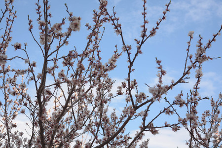 Apricot tree flowers, natural background, spring, natureの写真素材