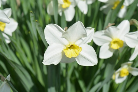 Natural background, beautiful flowers, narcissus, nature, greenの写真素材
