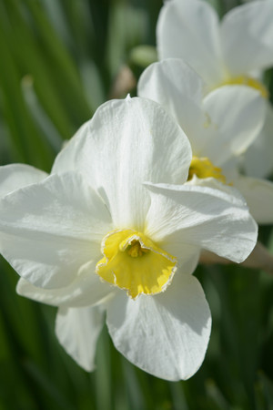 Natural background, beautiful flowers, narcissus, nature, greenの写真素材