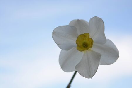 Beautiful flowers on sky background, narcissus, nature, green leの写真素材