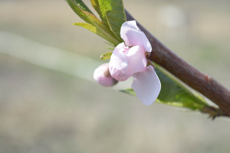 Cherry tree flowers, natural background, spring, natureの写真素材
