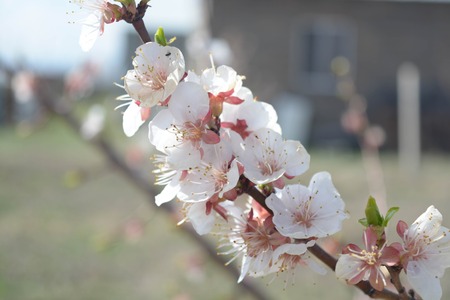 Cherry tree flowers, natural background, spring, natureの写真素材