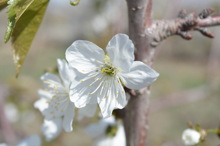Cherry tree flowers, natural background, spring, natureの写真素材