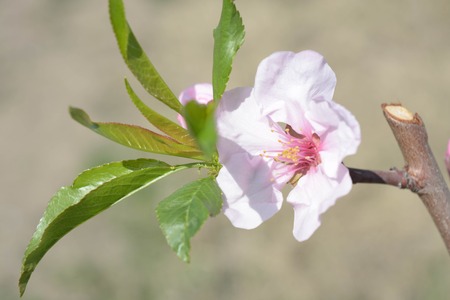 Peach tree flowers, natural background, spring, natureの写真素材