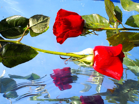 Beautiful roses on water background, reflectionの写真素材