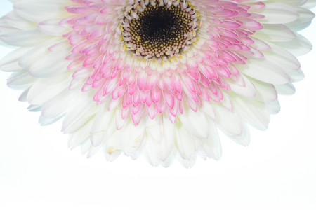 Natural background, flowers, colorful, red, white, pinkの写真素材