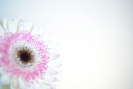 Natural background, flowers, colorful, red, white, pinkの写真素材