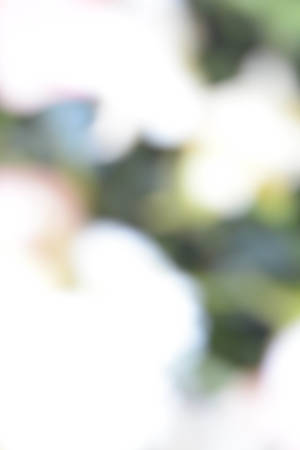 Abstract natural background, flowers, colorful, red, whiteの写真素材