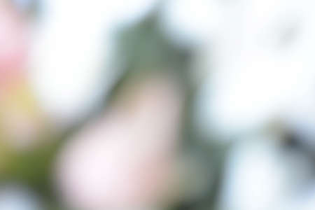 Abstract natural background, flowers, colorful, red, whiteの写真素材