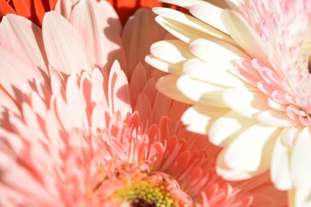 Natural background, flowers, colorful, red, white, pinkの写真素材
