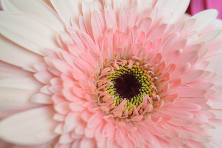 Natural background, flowers, colorful, red, white, pinkの写真素材