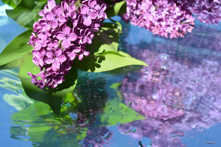 Beautiful lilacs reflected in waterの写真素材