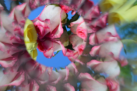 Abstract background, flowers, kaleidoscope effect, plantの写真素材