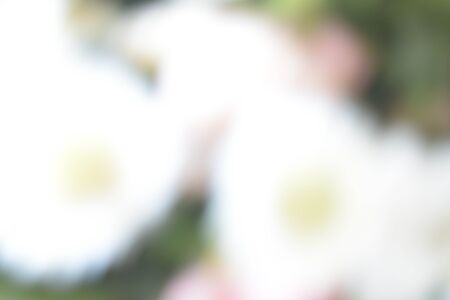 Abstract natural background, flowers, colorful, red, whiteの写真素材