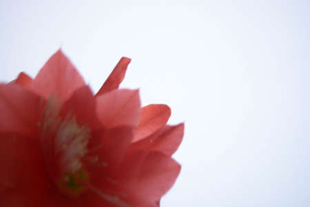 Red cactus flower isolated on white background, natureの写真素材