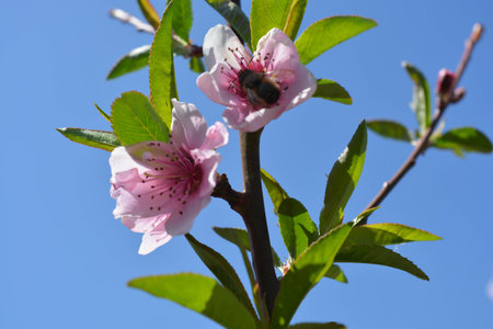 Peach tree flowers on sky background, beautiful, green, natureの写真素材