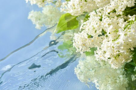 Beautiful lilacs reflected in waterの写真素材