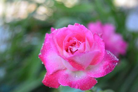 A beautiful roseの写真素材