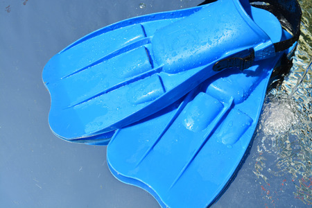 Blue flippers on water backgroundの写真素材