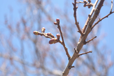 Trees in early springの写真素材