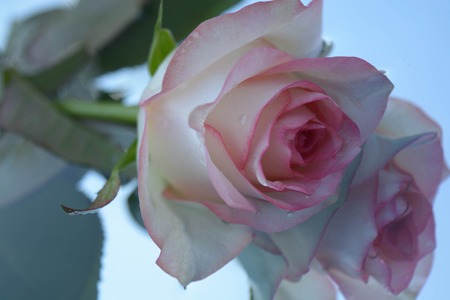 A beautiful rose reflected in pure water, flowers, natureの写真素材