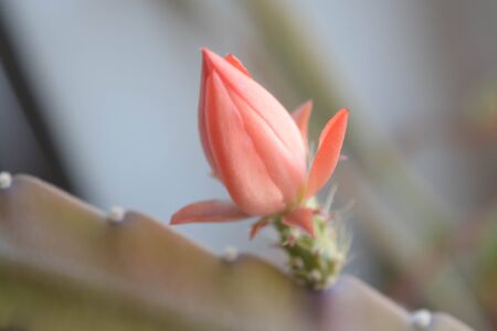 Cactus pink flower, natural background, beautiful, green, natureの写真素材