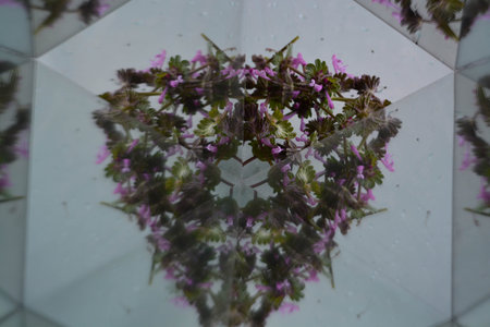 Abstract background,  beautiful flowers, nature, kaleidoscope effect