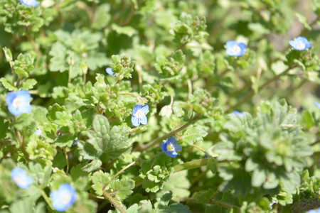 Natural background flowers, leaves, green, nature, colorの写真素材