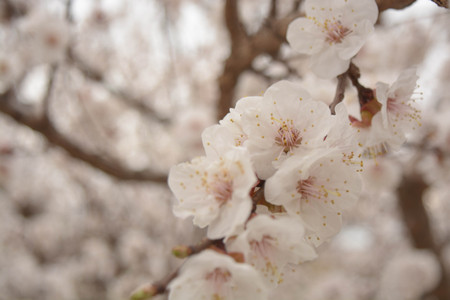 Trees white flowers, spring, apricot, plums, skyの写真素材