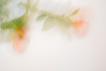 Abstract background, flowersの写真素材