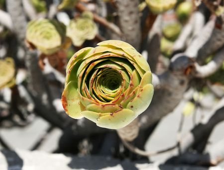 Closeup of a green succulent plant with blurry stems in the background.の写真素材