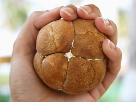 Exotic palm seeds held by a femaleの写真素材