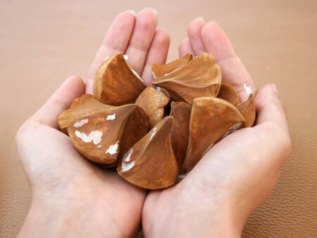 Exotic palm seeds held by a female in her handsの写真素材