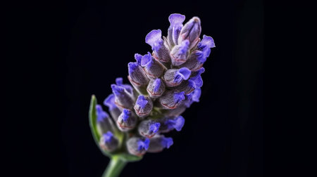 English Lavender Flower Beautifully Bloomed. Created by Generative AI Technology.の素材
