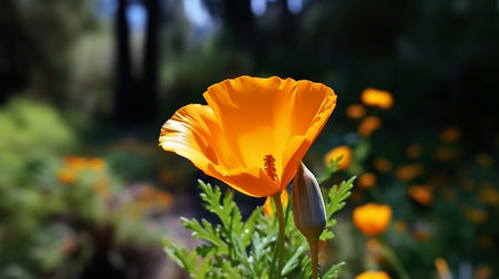 California Poppy flower beautifully bloomed with natural background. Created by Generative AI.の素材