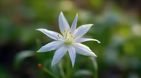 Spring Starflower Beautifully Bloomed. Created by Generative AI Technology.の素材