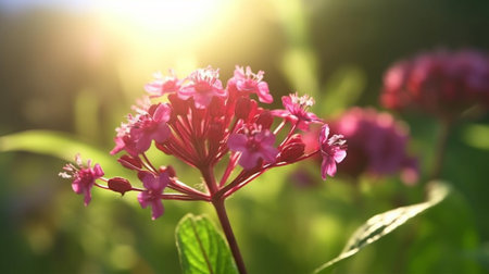 Red Valerian flower beautifully bloomed with natural background. Created by Generative AI.の素材