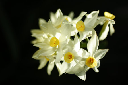 Shining daffodil