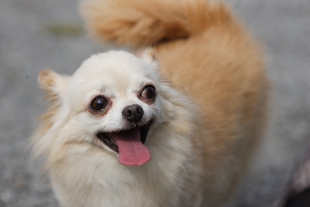 Smiling Chihuahuaの写真素材