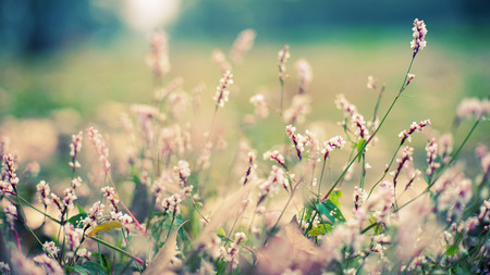 Closeup of flowersの写真素材