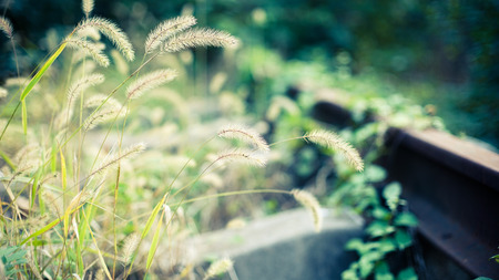Closeup of grass in the countrysideの写真素材