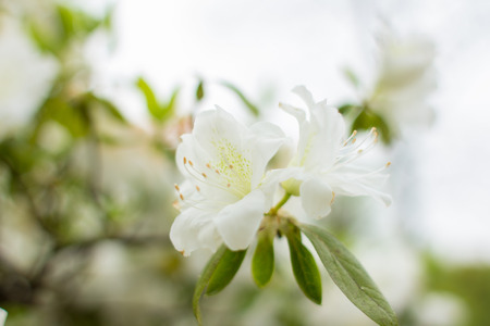 Closeup of flowersの写真素材