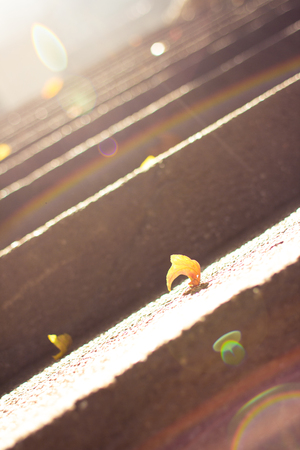Leaves on the groundの写真素材