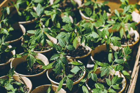 home seedling tomato garden young tomato plants growing out of soilの写真素材
