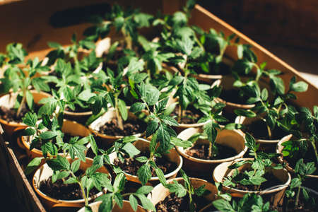 home seedling tomato garden young tomato plants growing out of soilの写真素材