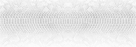 Skin snake background White snake skin texture Close-up